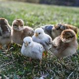 How to Raise Baby Chicks: Everything You Need to Know • Maria Louise Design