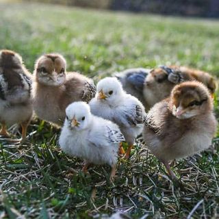 How to Raise Baby Chicks: Everything You Need to Know • Maria Louise Design