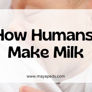 Breast Milk and the Blood Stream: How human milk is made - MayaPeds