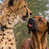 Raina, canine pal of San Diego Zoo Safari Park cheetah, dies