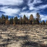 ‘We Need to Hear These Poor Trees Scream’: Unchecked Global Warming Means Big Trouble for Forests - Inside Climate News