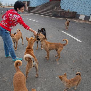 Amid the world’s strictest lockdown, people who feed stray dogs are now deemed essential