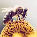 Scientists Find Honeybees Can Trigger 'Virgin Births' With Just a Single Gene