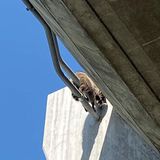 PHS rescues raccoon dangling from State Route 92 on-ramp in San Mateo