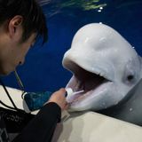 Two adorable beluga whales swim 6,000 miles to world-first sanctuary