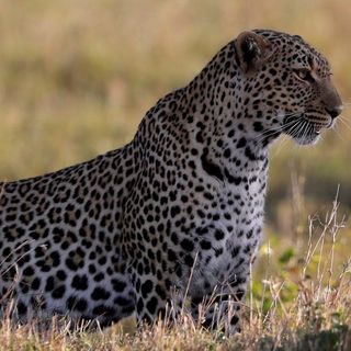 South Africa 'virtual safaris' liven up lockdown with jackals and leopard cubs