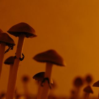 From MDMA To Psilocybin, U.S. Science's Psychedelic Revival