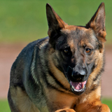 A Virginia construction worker saved a dying German Shepherd stuck in a traffic jam by giving him mouth-to-mouth