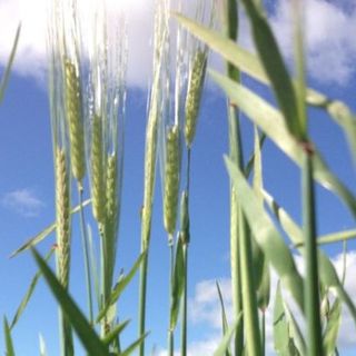 Australian farmers caught in the middle as China expected to announce tariffs that would end barley trade - ABC News