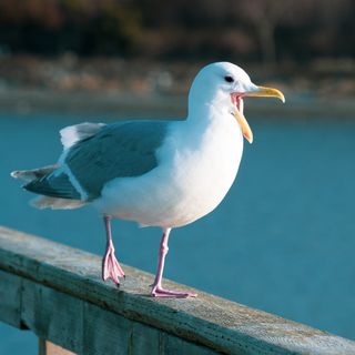 Seagulls 'eating rats and preying on pigeons' in Rome during lockdown