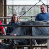 Two Maine dairy farms dumping milk as demand drops, others holding steady