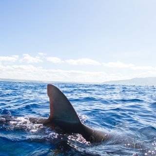 Surfer killed in shark attack at Santa Cruz County beach