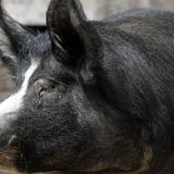 In Minnesota, 10,000 pigs are being euthanized a day