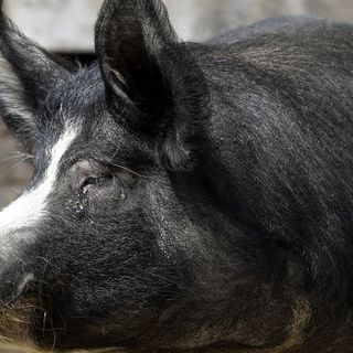 In Minnesota, 10,000 pigs are being euthanized a day