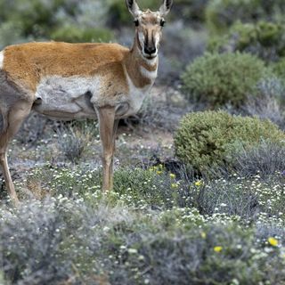 Desert mystery: Why have pronghorn antelope returned to Death Valley?