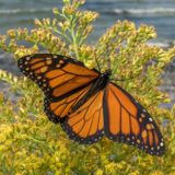 Monarch butterflies aren't endangered, reversing recent decision. Is that good news?