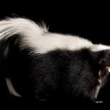 Skunks can lose their stripes—and now we might know why