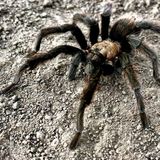 Love-seeking tarantula causes crash in Death Valley; motorcyclist is hospitalized