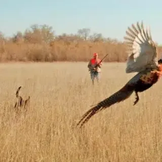 Pheasant opener gives big boost to local economy