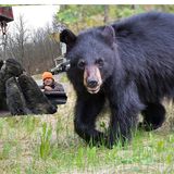 More Than 100 Bears Killed on First Day of NJ Hunt