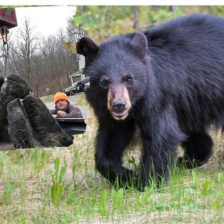 More Than 100 Bears Killed on First Day of NJ Hunt