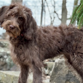 17 therapy dogs now in West Virginia schools through 'Friends With Paws'