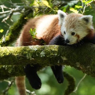 Missing red panda found safe