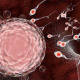 Coronavirus found in infected men's semen