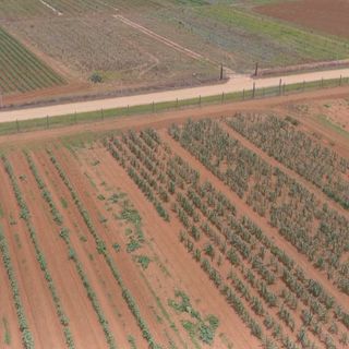 Alabama farmers feeling effects of drought