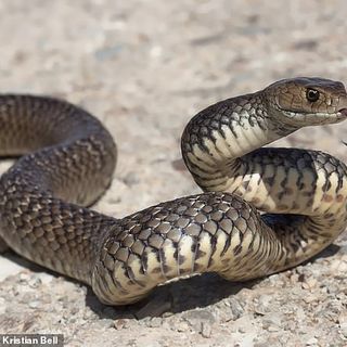 French backpacker dies after being bitten by a brown snake in Australia - WSTPost