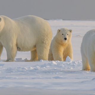 Never Mind Polar Bears, This Is What You Should Have Learned About the Arctic in School