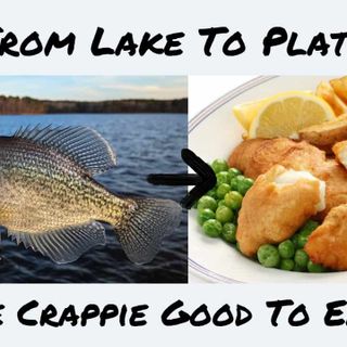 Delicious Delights: Are Crappie Good To Eat?