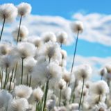 Linaigrette : comment cultiver le jonc à coton ? - Jardiner facile