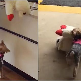 Teeny Dog Insists On Buying The Biggest Toy In The Pet Store