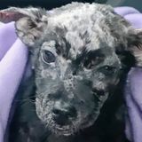 Guy Put His Blistered Puppy In Box And Placed Her On Shelter’s Doorsteps