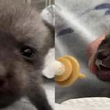 ‘Bat-Eared’ Puppy Nursed By Zoo Turns Out Not To Be A ‘Puppy-At-All’