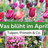 Was blüht im April? Frühjahrsblüher von A-Z