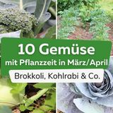 Diese 10 Gemüse kann man im März/April pflanzen