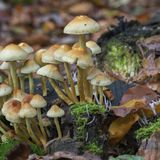 Oregon Campaigns To Legalize Psilocybin Mushrooms And Decriminalize Drugs Team Up To Qualify For Ballot