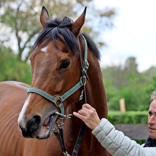 Aufgalopp mit sieben Pferden aus dem Scheibenholz – auf der Meile geht’s um 20.000 Euro