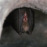 Researchers Find Another Virus in Bats That's Closely Related to SARS-CoV-2