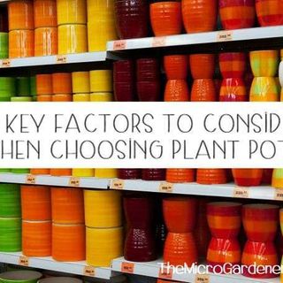 Three Key Factors to Consider When Choosing Plant Pots - The Micro Gardener