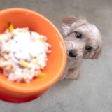 What Is Brewers Rice And Why Is It In Your Dog's Food? - Dog Lab