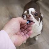 13 Tricks To Get Your Uncooperative Dog To Take A Pill - Dog Lab