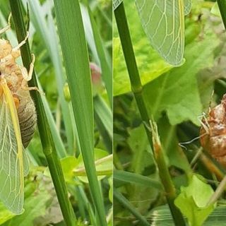 Cicadas in Virginia, West Virginia to emerge this month after 17 years