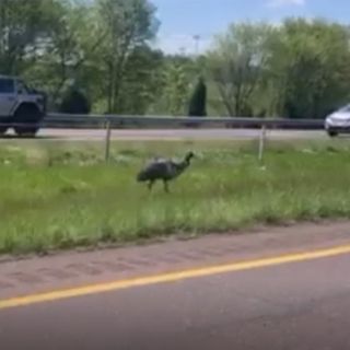 Troopers Shoot, Kill Runaway Emu That Was Loose on Route 422