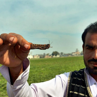 Locust attack threatens food security in Pakistan