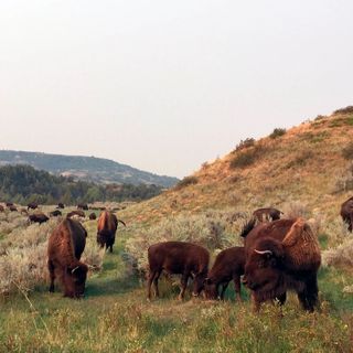 Analysis | North Dakota businesses dominated the PPP. Their secret weapon? A century-old bank founded by radical progressives.