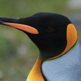 Researchers Accidentally Got High on Laughing Gas From Penguin Poop