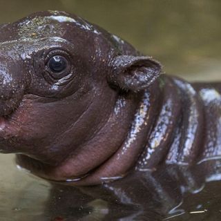 It's a Boy! San Diego Zoo Announces Birth of Endangered Pygmy Hippo